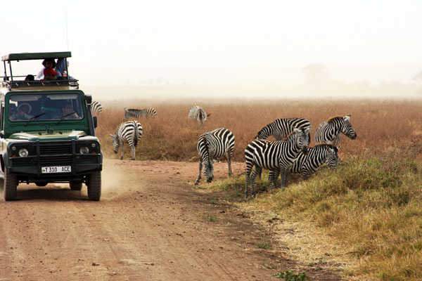 safari with zebra